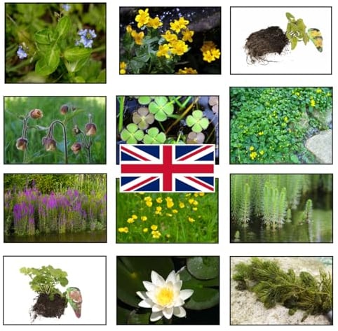 Lincolnshire Pond Plants Ltd - Native Pack - bareroot