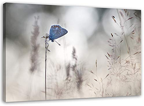 Feeby Bilder Schmetterling 120x80 cm 1 Teilig Wohnzimmer Schlafzimmer Büro Flur Küche Wandbilder Leinwandbilder Modern Bild auf Leinwand Wanddekoration Kunstdruck Design Natur Grau Blau
