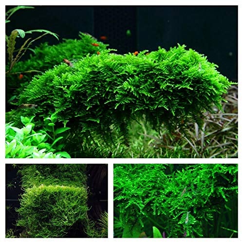 Moos Set mit 3 in Vitro Pflanzen Aquariumpflanzenset Nr.55 1-2 Grow. Becher Moose Aquarium Wasserpflanze
