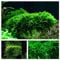 Moos Set mit 3 in Vitro Pflanzen Aquariumpflanzenset Nr.55 1-2 Grow. Becher Moose Aquarium Wasserpflanze