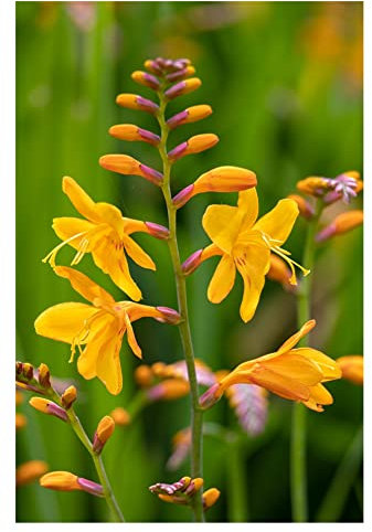 10x Crocosmia George Davison Summer Flowering Bulbs Yellow Spring Planting Easy to Grow Montbretia Hardy Garden Perenial Flowers