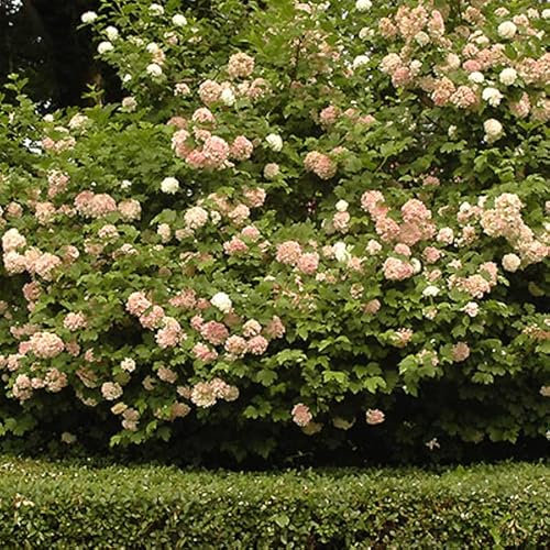 3 x Viburnum Opulus 'Roseum'- Echter Schneeball 'Roseum' 40-60 cm im Container - Dunkelgrüne Blätter, attraktive Frühjahrsblüte.