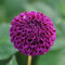 Dahlie Rocco | 1 Stück | Knolle | Schnittblume | Lila | 100% Blütegarantie | QFB Gardening