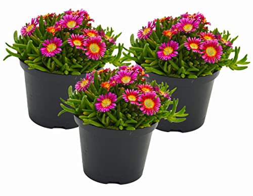 Eisblume, Mittagsblume (Delosperma), winterharte bienenfreundliche bodendeckende Staude, Sorte: Wheels of Wonder Hot Pink, pink blühend, kräftige Pflanze je im 12cm Topf