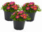 Eisblume, Mittagsblume (Delosperma), winterharte bienenfreundliche bodendeckende Staude, Sorte: Wheels of Wonder Hot Pink, pink blühend, kräftige Pflanze je im 12cm Topf