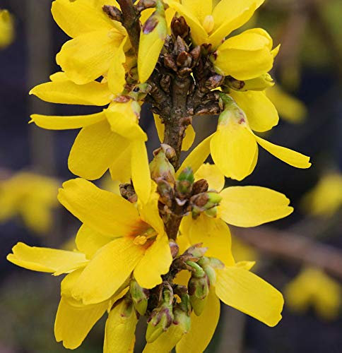 Hochstamm Forsythie Week End® 100-125cm - Forsythia intermedia