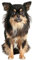 kleberio Aufkleber Long-Haired Chihuahua Hund selbstklebend Sticker Autoaufkleber Motorradhelm Dekoration Wohnwagen Heckscheibenaufkleber Car Set wetterfest 26 x 14 cm