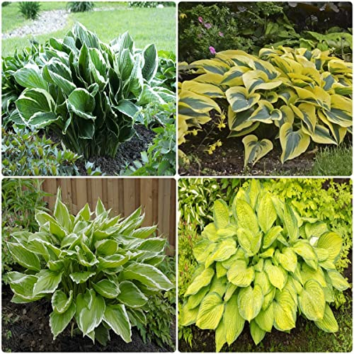 funkien pflanze winterhart samen Hosta - Seltene Pflanzen serie - mix ausgefallene geschenke blumensamen bienenwiese zimmerpflanze saat bonsai topf dachbegrünung 550 Stück
