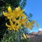 15 piezas Comprar bulbos de lirio - Lilium brownii - flores resistentes, cobertura del suelo resistente lirios gigantes lirios arbóreos tubérculos resistentes Cama elevada de jardín,