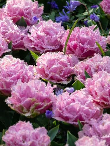 Tulpe Perth | 10 Stück | Gefüllt | Spät Blühend | Gefranst | Rosa | Tulpenzwiebeln | Geeignet für Töpfe | Schnittblume