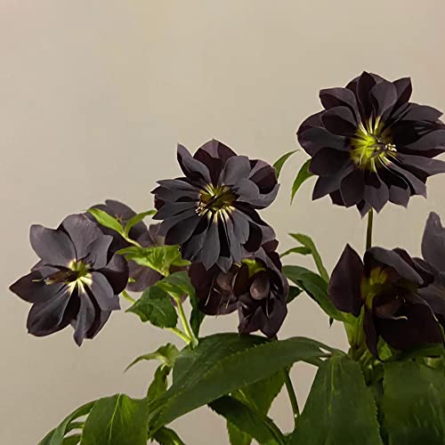 Christrosen Pflanzen Winterhart(Helleborus Thibetanus),Blumensamen,Nachhaltige Geschenke Bonsai Samen Zimmerpflanzen Geschenk Garten FrüHlingsblumen-300stüCk(Schwarz)
