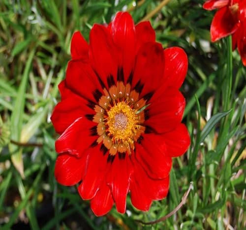 90 graines de fleurs de Gazania