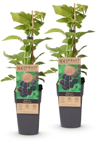Green boutiQ - Obstpflanze - Rubus occ. Black Jewel - Brombeerpflanze - Winterhart - Schwarze Brombeere - 2 Pflanzen - Topf 15cm - Höhe 50cm