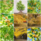 20 pcs ginkgo samen - hochbeet balkon winterharte kübelpflanzen nachhaltige geschenke für frauen bäume garten winterhart gartenarbeit luftreinigende zimmerpflanzen bonsai baum grünpflanzen