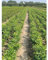 Kirschlorbeer Etna 60-80 cm. 5 Heckenpflanzen. Immergrüne Sichtschutz Hecke