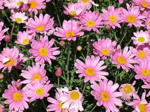100 graines de marguerites roses fraîches et neuves