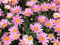 100 graines de marguerites roses fraîches et neuves