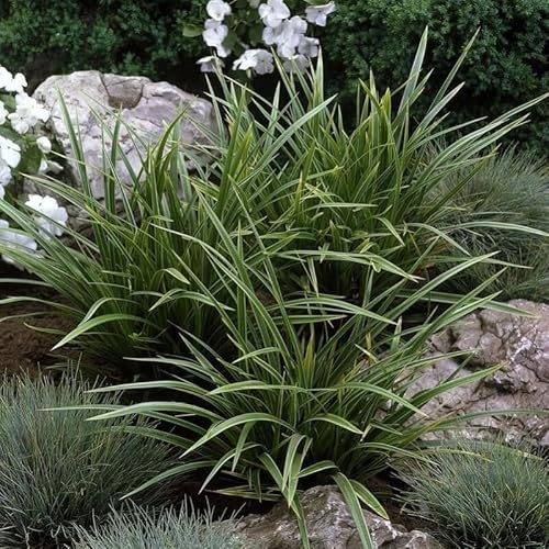 6 x Carex morrowii 'Variegata' - Weißbunte Japan-Segge in 9x9cm Topf