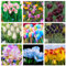 Tulpen zwiebeln,winterharte,tulpenzwiebeln winterhart mehrjährig bunt,pfingstrosen tulpenzwiebeln,tulpen zwiebeln mehrjährig,tulpen,tulpenzwiebeln winterhart,staude toP SORTE.-10zwiebeln-A