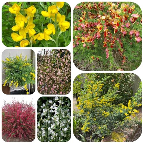 ginster pflanzen winterhart samen winterharte deko blumen balkon ginster sträucher bio saatgut blumenbeet, balkon deko schnittblumen samen, kletterpflanzen winterhart zierblumen 300pcs
