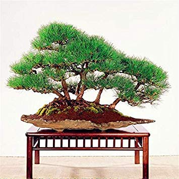 Japanische Kiefer Samen Bonsai Pinus thunbergii-Samen, Leicht zu Pflanze DIY 10 Stück