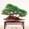 Japanische Kiefer Samen Bonsai Pinus thunbergii-Samen, Leicht zu Pflanze DIY 10 Stück
