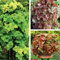 Heucherella 'Trailing Collection' of Crimson Cascade, Redstone Falls and Yellowstone Falls,3X Jumbo Plugs,Hardy perennials Look Fabulous in Any Hanging Basket Display by Thompson and Morgan (3)