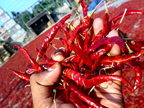 De Arbol Chili - piment très fort - 20 graines fraîches