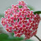 TOYHEART 100 Stück Premium-Blumensamen, Hoya Pubicalyx-Samen Lebensfähig Einfach Zu Pflanzen Frische Aromatische Porzellan-Blumensämlinge Für Den Park rot