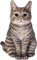 Vivid Arts Sitzende Katzen (Tabby-Katze)