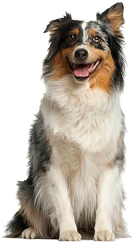 kleberio Aufkleber Australian Shepherd wasserfest Familie Aufkleber Schäferhund Hirte Welpe Tier Sticker Deko Autoaufkleber 7 x 12 cm