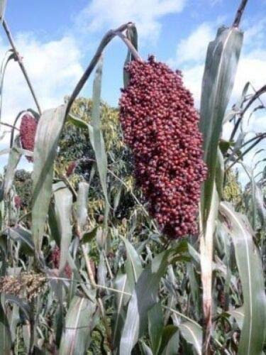 50 Semi di Ginestra/Montanti Colorati Sorgho Bicolore Rosso *Plat S/H