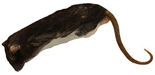 Peregrine Livefoods Frozen Rat X-Large 350-450g - Pack of 5