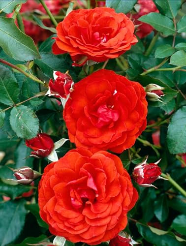 Potted 2 Litre FLORIBUNDA Rose Trumpeter Perennial Plant