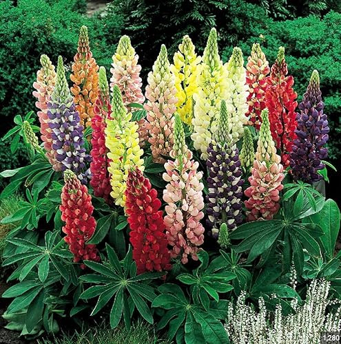 10 x Lupin Russel Dwarf Gallery Mixed Colour Plug Plants Hardy Perennial Flower
