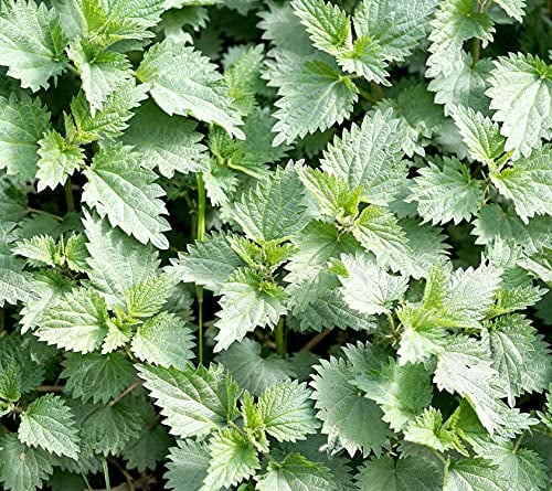 50 Nettle samen Nessel hauswurz winterhart exotische samen bodendecker pflanzen winterhart saatgut wintergemüse bodendecker samen winterhart kräuterpflanzen