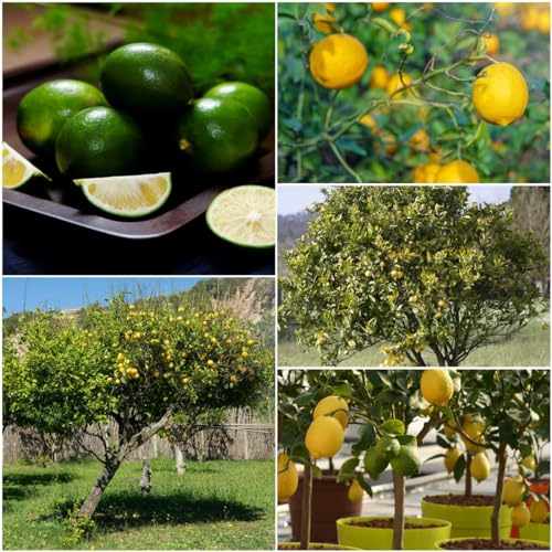 20 pcs zitronenbaum winterhart samen - baumsamen dachbegrünung bohnenkraut pflanze zitrone, nachhaltige geschenke für frauen obst samen seed büropflanzen pflanzensamen zimmerpflanzen