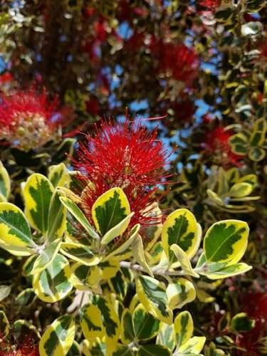 Metrosideros excelsa 'Variegata' 80-100 cm - Buntlaubiger Eisenholzbaum Pohutukawa Neuseeländischer Weihnachtsbaum