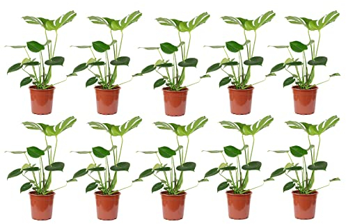 Monstera Deliciosa - Set di 10 fogli per finestra, altezza ca. 75 cm, diametro vaso 19 cm