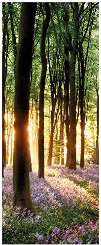 Wallario Wandbild aus Acryl, 80 x 200 cm, freischwebende Optik - Blaue Hasenglöckchen im Wald mit Sonnenstrahlen
