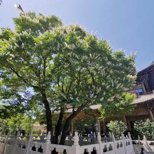 50 Pcs Bodhi Samen - Ficus Religiosa - Baumsamen, Bonsai Samen Indoor Bodhi Baum Bonsai Samen, Winterharte Kübelpflanzen Bonsai Tree Bäume Pflanzen Immergrüne Pflanzen Winterhart Bonsai