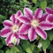 25 Lila Weiß Clematis Samen Große Bloom Climbing Perennial Flower Garden