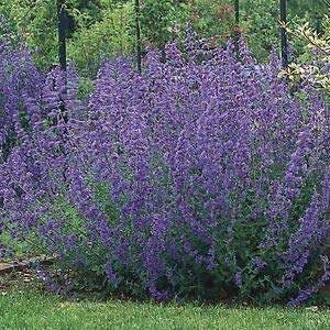 Nepeta x faassenii Walker's Low, Catnip, Catmint 3 x 9cm Pot