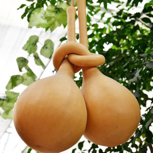 semi di zucca a bottiglia, aiuole rialzate per giardino, piante da esterno piante da ombra resistenti, belle piante in vaso giardino decorativo, a crescita rapida piante da 30pcs