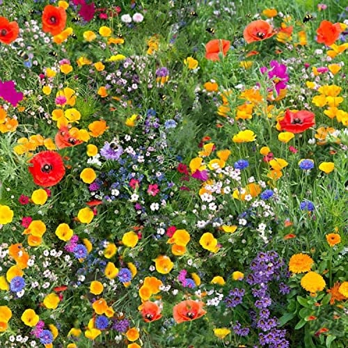 Semi di fiori selvatici più di 21 semi puri profumati, senza erba, api, farfalle, mix di sementi per prato (25 metri quadrati)