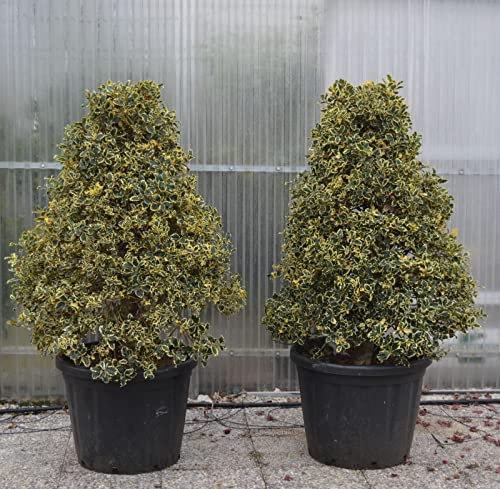 Agrifoglio variegato Ilex aquifolium Argentea Marginata pungitopo esemplare a cono in mastello ø60 cm h. 170 cm circa Vivaio di Castelletto