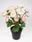 Seidenblumen Roß Ranunkelbusch Natural 32cm rosa-weiß im Topf DP Kunstpflanzen Kunstblumen künstliche Ranunkel Blumen
