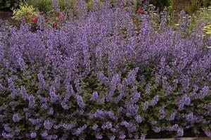 Nepeta x faassenii Walker's Low, Catnip, Catmint 1 x 9cm Pot