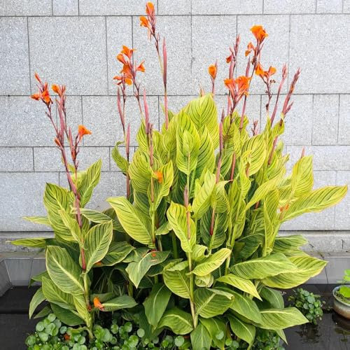 3 piezas Bulbos de caña de flor india plantas en maceta resistentes comprar plantas de canna Plantas de balcón resistentes regalos para los amantes del jardín plantas de jardin plantas