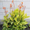 3 piezas Bulbos de caña de flor india plantas en maceta resistentes comprar plantas de canna Plantas de balcón resistentes regalos para los amantes del jardín plantas de jardin plantas